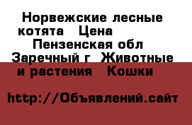 Норвежские лесные котята › Цена ­ 15 000 - Пензенская обл., Заречный г. Животные и растения » Кошки   